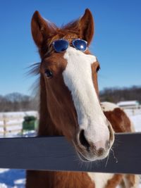 Horse with sunglasses 