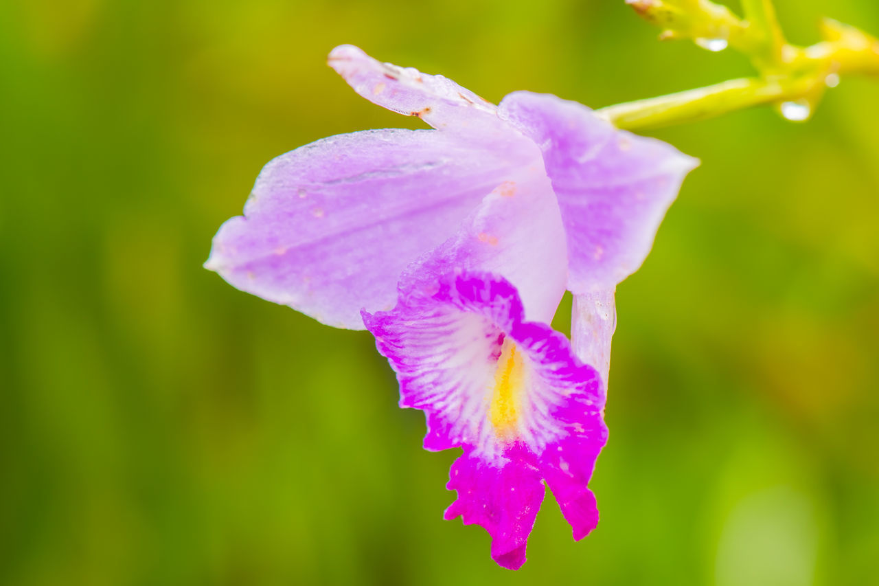 CLOSE-UP OF PINK FLOWER