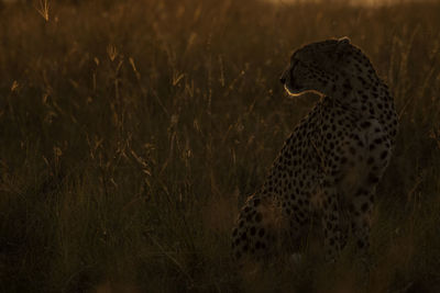 Cheetah in sunrise
