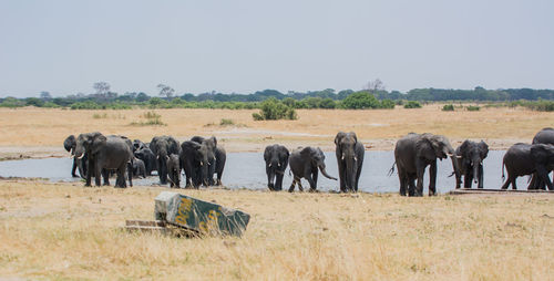 Elephants by river