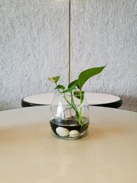 Close-up of plant on table against wall