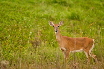 Portrait of deer standing on land