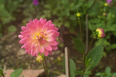 Close-up of pink flowering plant