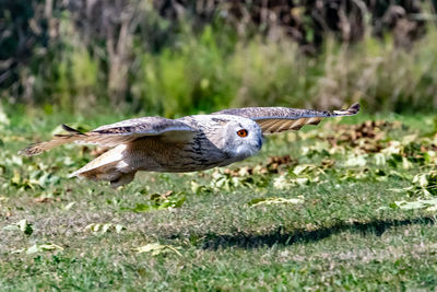 Side view of a bird flying