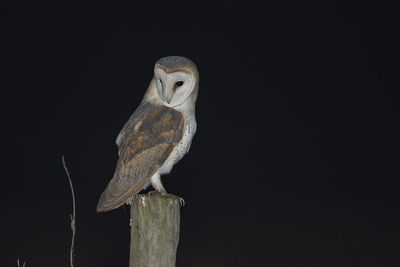 Close-up of owl perching on wooden post over black background