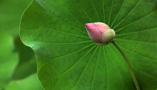 Close-up of lotus water lily on leaves