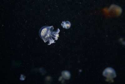 Close-up of jellyfish swimming in sea