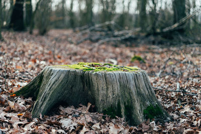 Close-up of tree stump in forest
