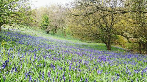 Scenic view of field