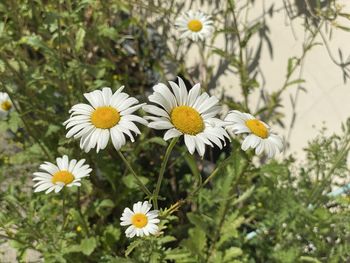 Close-up of white daisy flowers