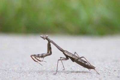 Close-up of insect