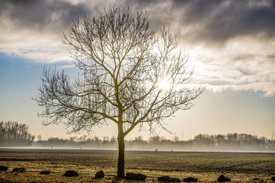 Bare tree on field against sky