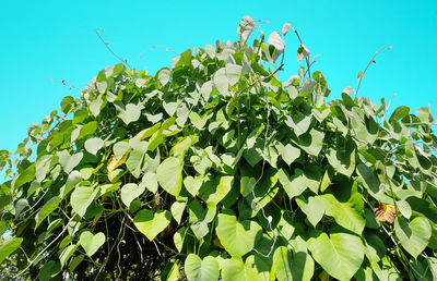 Low angle view of flowering plants against clear blue sky