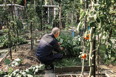 Senior man checking plants while gardening in backyard