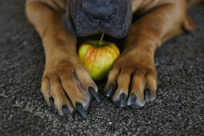 Close-up of dog with apple on ground