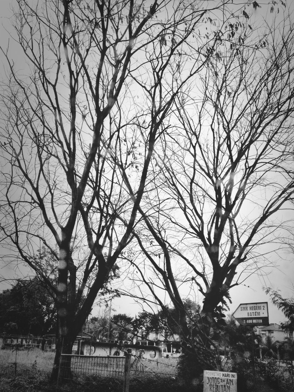 BARE TREES AND BUILDINGS IN THE DARK