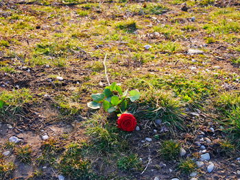 Plant growing on field