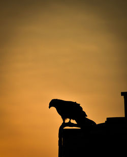 Low angle view of black kite bird perching on a orange sunset