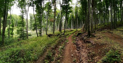Trees growing in forest