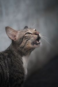 Close-up of a cat looking away