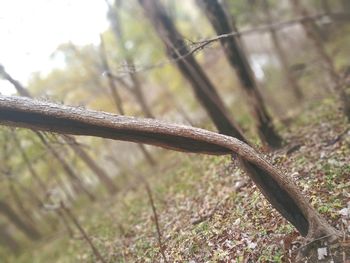 Close-up of barbed wire on fence in forest