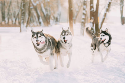 Dogs running on snow covered field