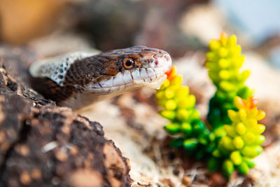 Close-up of lizard