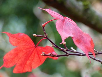 Close-up of red maple leaves on twig