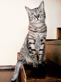 Portrait of tabby cat sitting against wall