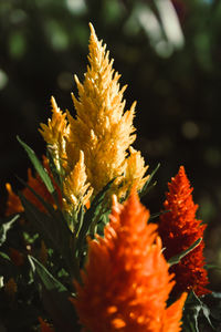 Close-up of orange flowering plant