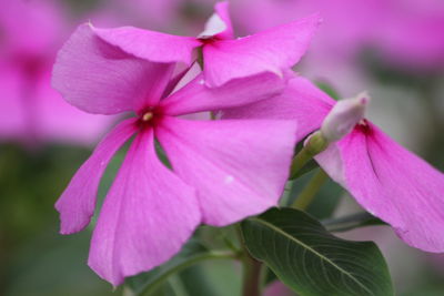 Close-up of pink flowering plant