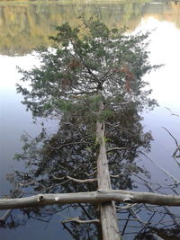 Low angle view of tree trunk