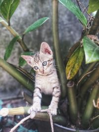 Portrait of tabby kitten