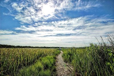 Scenic view of field against clear sky