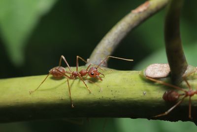 Close-up of ant on leaf