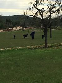 Trees on grassy field