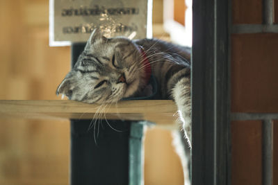 Portrait of a cat relaxing on window