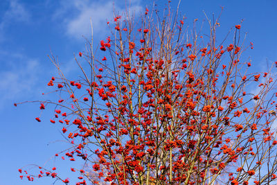 Low angle view of red flowering plant against blue sky