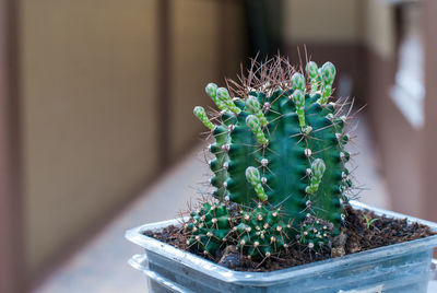 Close-up of cactus plant in pot