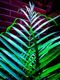 High angle view of raindrops on potted plant