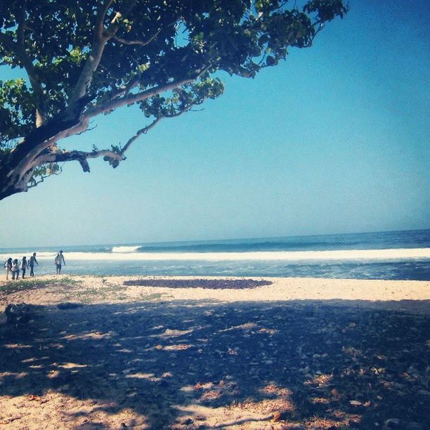 sea, horizon over water, water, clear sky, beach, tranquil scene, scenics, tranquility, beauty in nature, shore, nature, copy space, tree, blue, branch, idyllic, sand, outdoors, remote, day