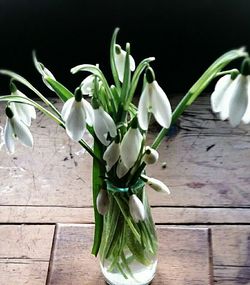 Close-up of white flowers