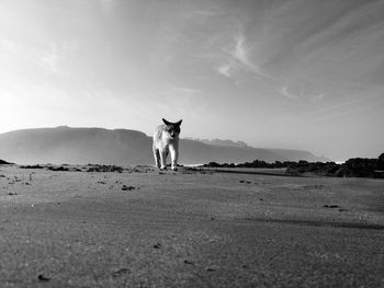 Dog standing on field against sky