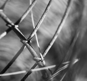 Close-up of barbed wire