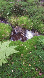 High angle view of water flowing in forest