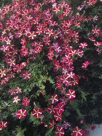 Close-up of red flowers blooming outdoors