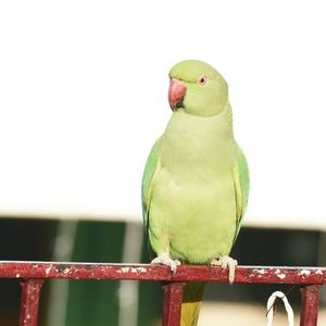 Close-up of parrot perching on railing