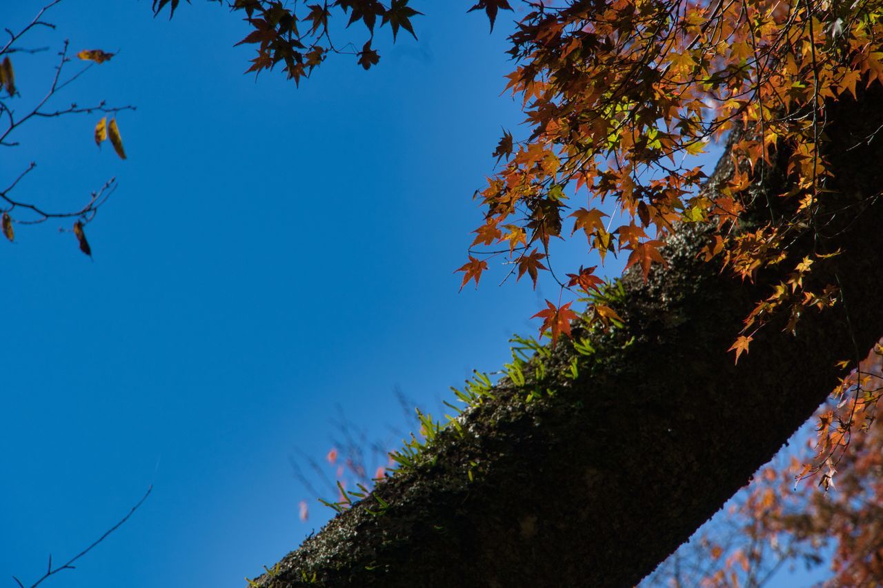 tree, plant, nature, leaf, sky, sunlight, low angle view, blue, branch, beauty in nature, no people, autumn, growth, outdoors, clear sky, day, plant part, flower, tranquility, reflection, scenics - nature, tree trunk, trunk