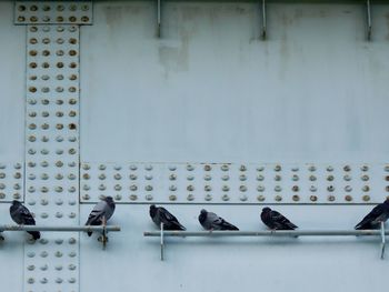 Birds perching on wall