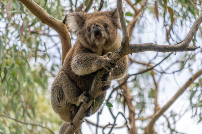 Low angle view of koala sleeping on gum tree